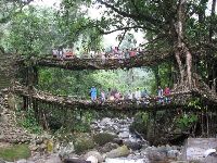 الجسور الحية