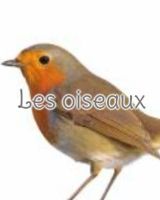 Les oiseaux