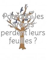 Pourquoi les arbres perdent leurs feuilles